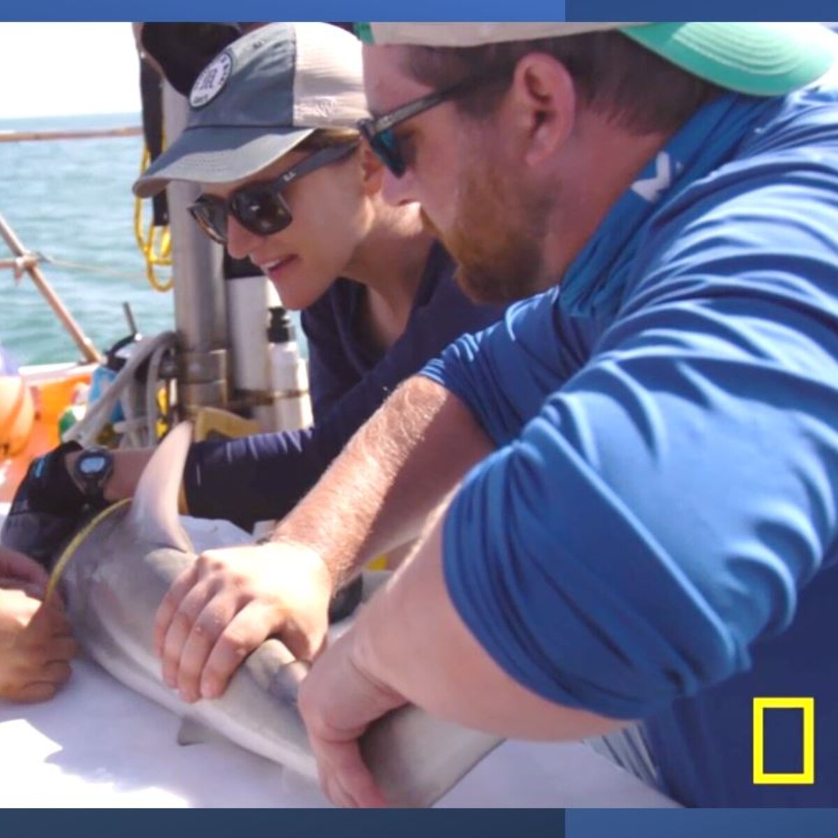 Archaeologist tagging sharks off the coast of Miami, Florida