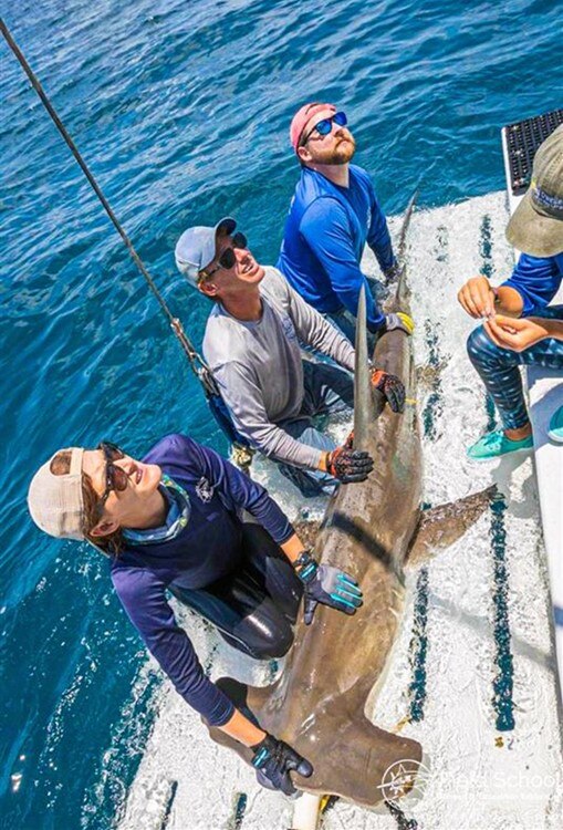 scientist tagging hammerhead shark.