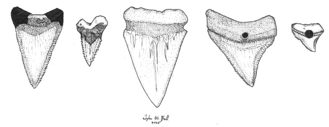 Artifact Illustrations of modified fossilized sharks' teeth