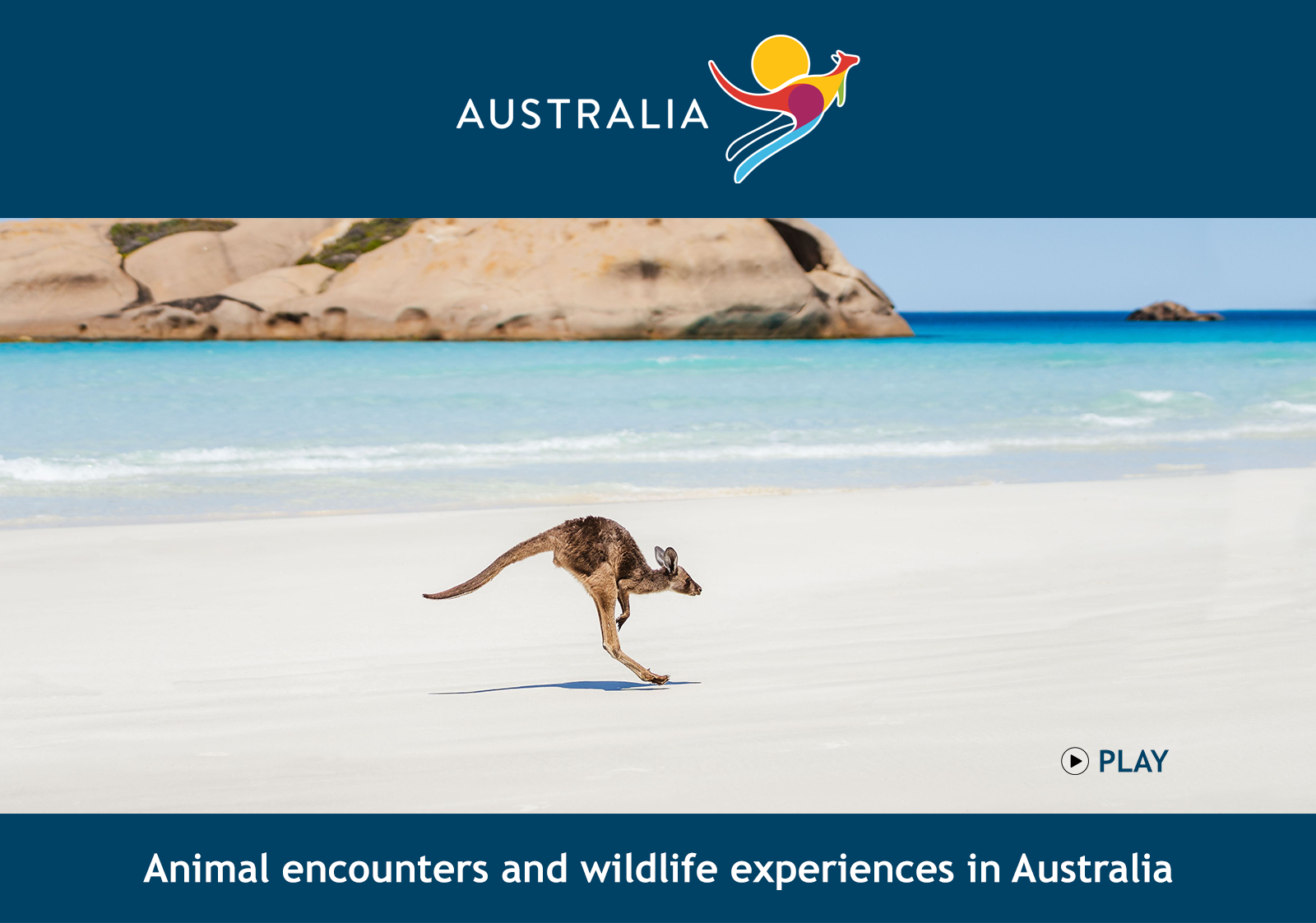 Animal encounters and wildlife experiences in Australia. Kangaroo on the beach