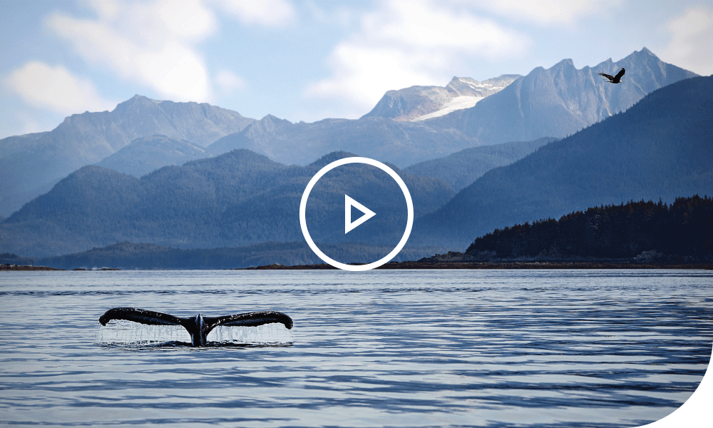 Whale swimming in Alaska. Play video.
