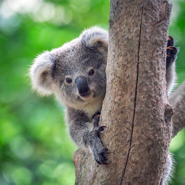 Port Stephens Koala Sanctuary