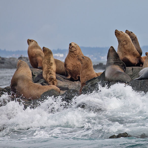 Stellar Sea Lions  ©Valerie Shore