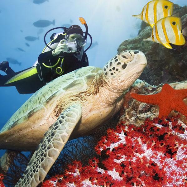 Scuba diving watching a turtle