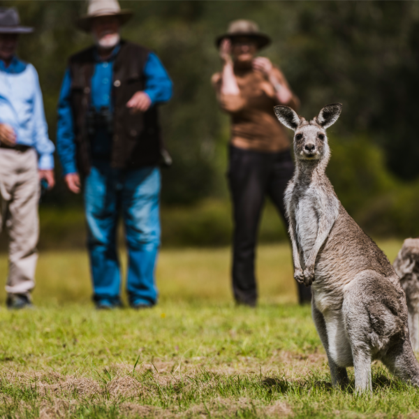 Experience the Australian bush in Canberra