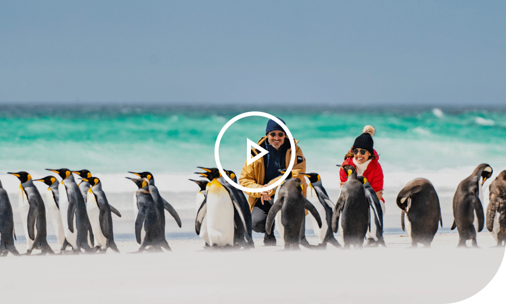 Penguins on the beach. Play video.