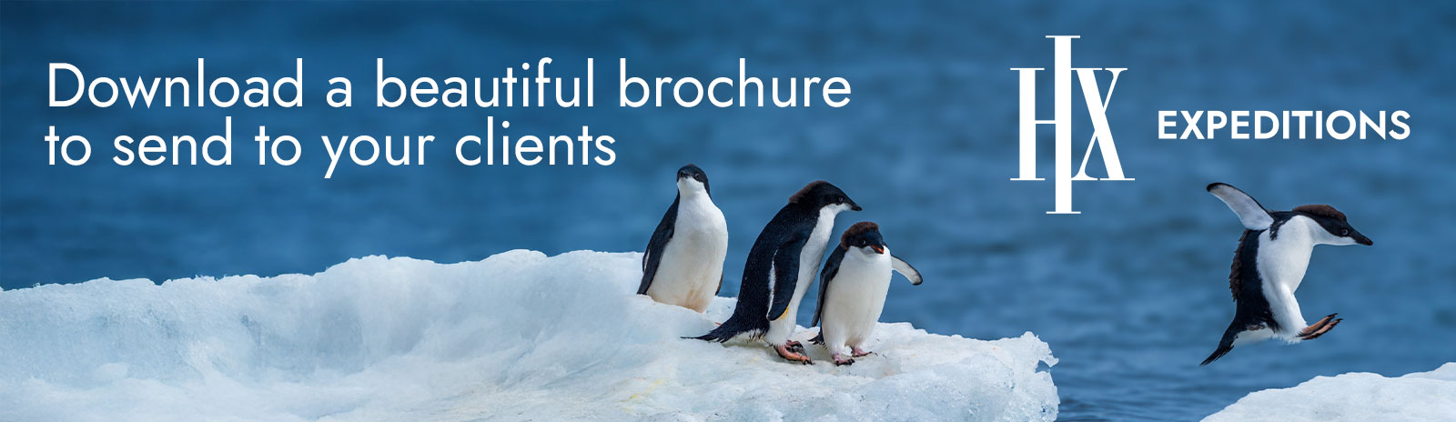 Download a brochure to send to your clients